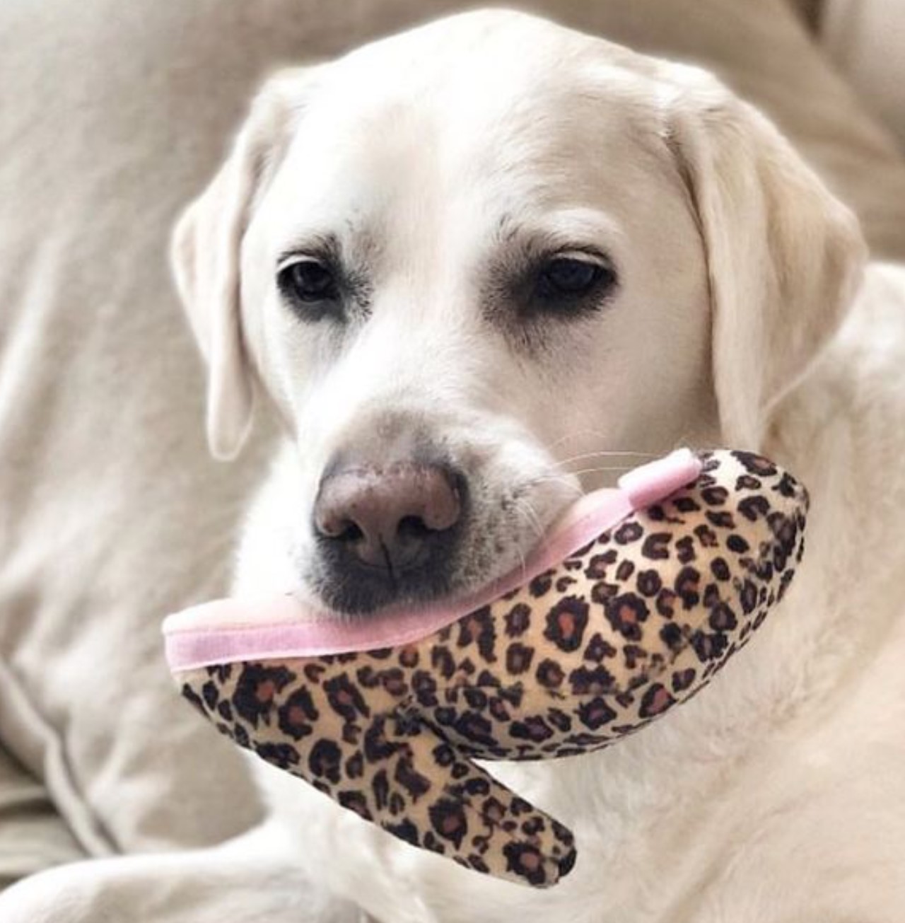 PUCCI Cafe Manalo Barknik Shoe Dog Toy