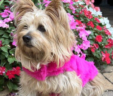 Cotton Candy Dog Coat - Pink