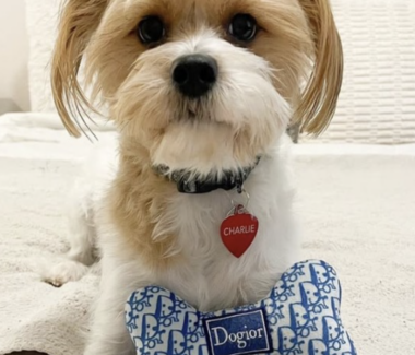 Dogior Bone Dog Toy