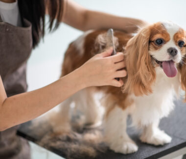 Dog Grooming Practices