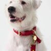 Feroz Leather Dog Collar Coral Collection