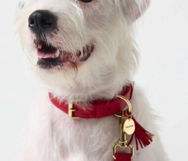 Feroz Leather Dog Collar Coral Collection