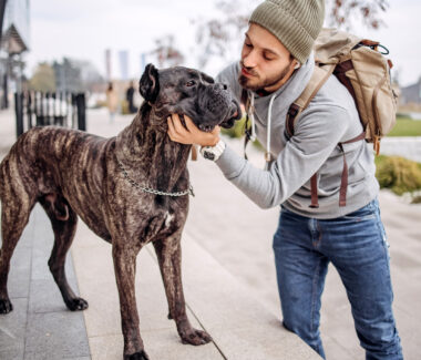 Cane Corso