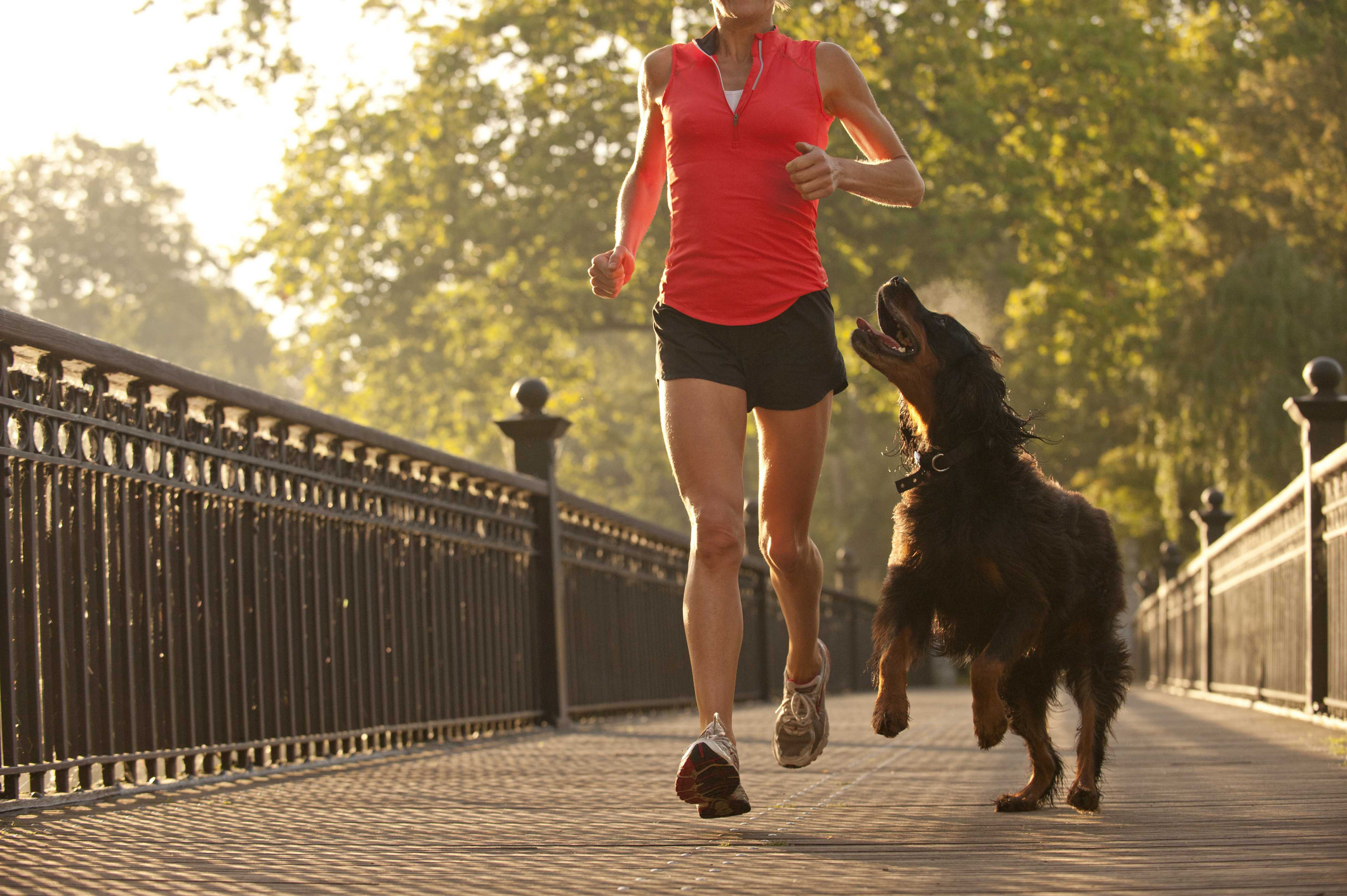 How To Help Prevent Pain from Exercise for Your Dog