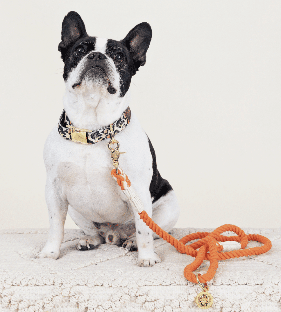 PUCCI Cafe Cora Rope Dog Leash
