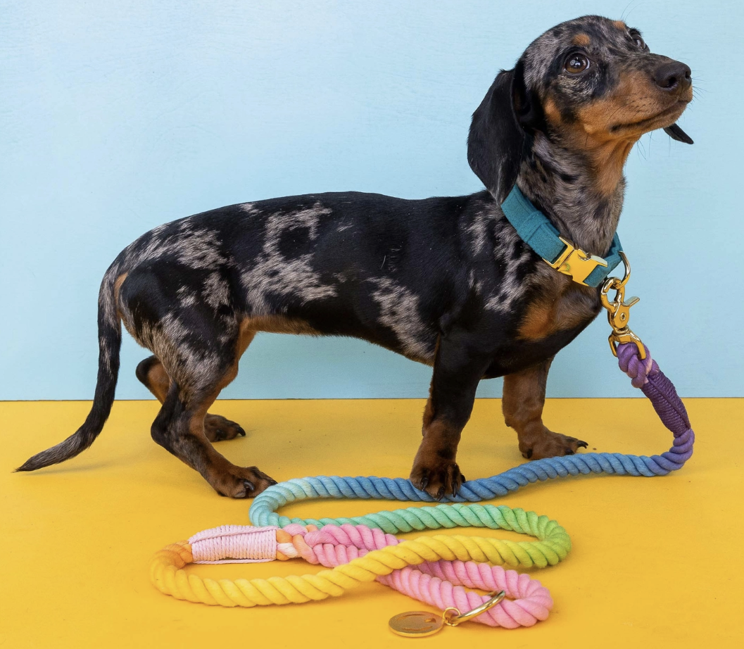 PUCCI Cafe Nola Rope Dog Leash 2