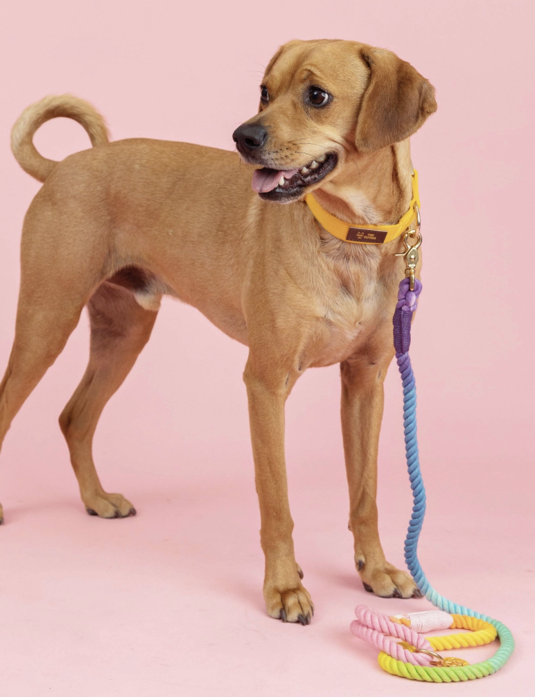 PUCCI Cafe Nola Rope Dog Leash 3