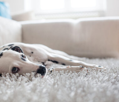 Dogs Know When Humans are Lying