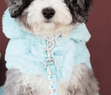 Fluffy dog wearing blue coat. Cotton Candy Dog Coat