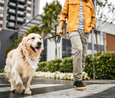 Top Tips to Avoid Losing Your Dog