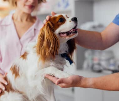 Recall Alert: Fromm Family Foods