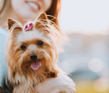 Yorkshire Terrier
